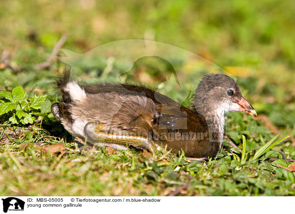 junges Teichhuhn / young common gallinule / MBS-05005