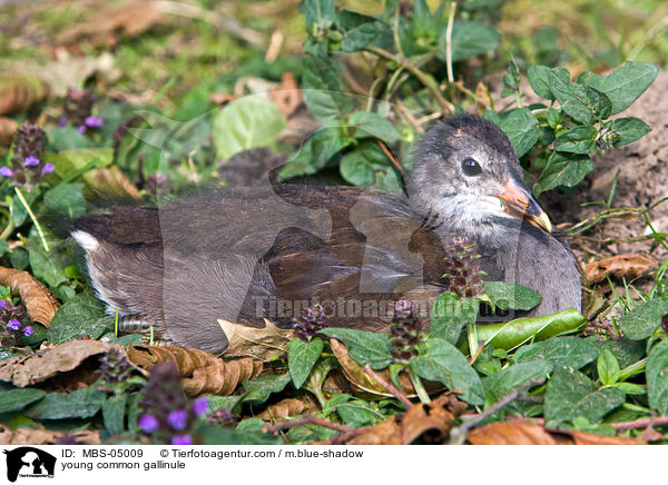 young common gallinule / MBS-05009