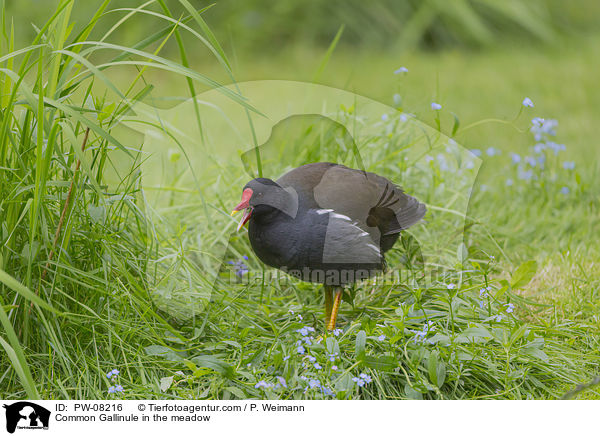 Common Gallinule in the meadow / PW-08216