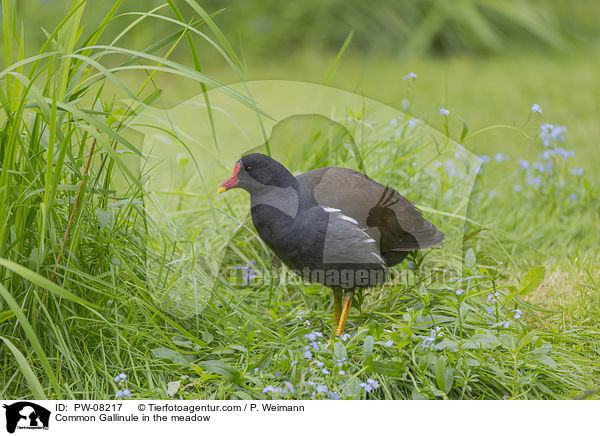 Teichhuhn in der Wiese / Common Gallinule in the meadow / PW-08217