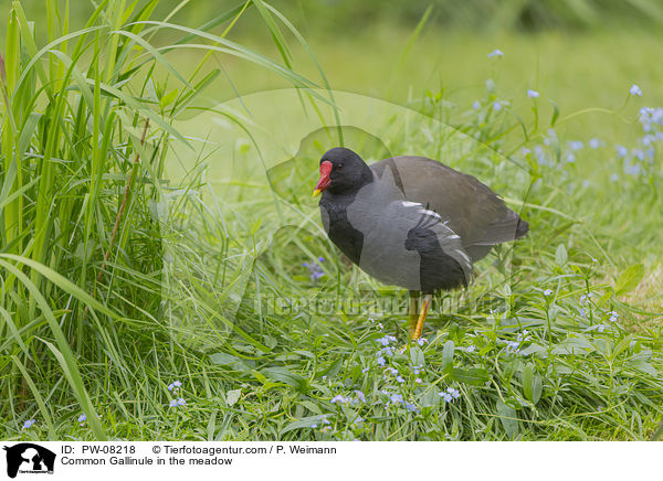 Common Gallinule in the meadow / PW-08218