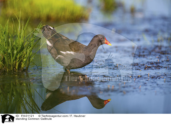 stehendes Teichhuhn / standing Common Gallinule / FH-01121