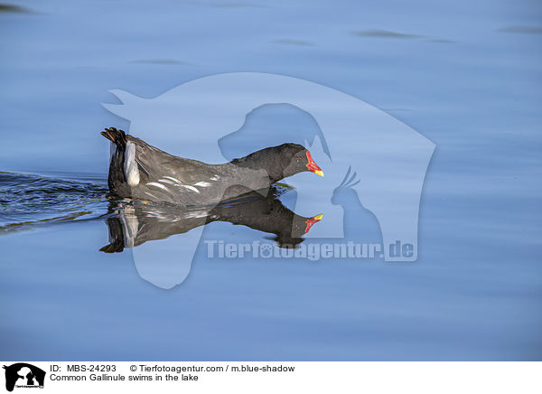 Common Gallinule swims in the lake / MBS-24293