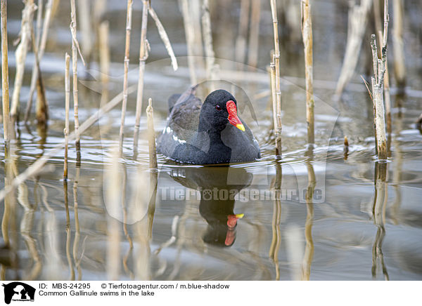 Common Gallinule swims in the lake / MBS-24295
