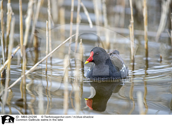 Teichhuhn schwimmt im See / Common Gallinule swims in the lake / MBS-24296