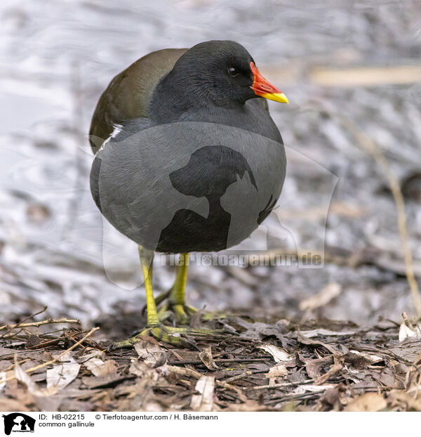 common gallinule / HB-02215