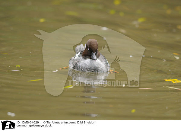 common goldeneye duck / DMS-04629