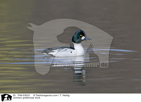 common goldeneye duck / THA-03633