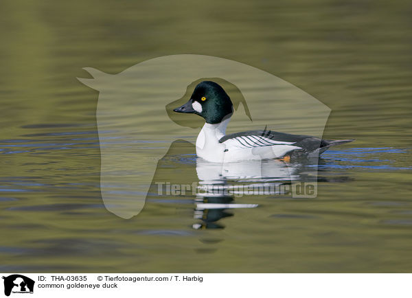 common goldeneye duck / THA-03635