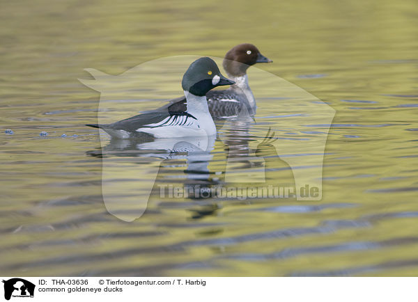 common goldeneye ducks / THA-03636