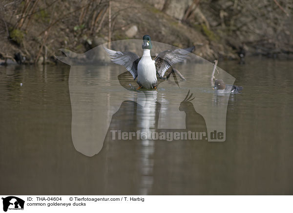 common goldeneye ducks / THA-04604