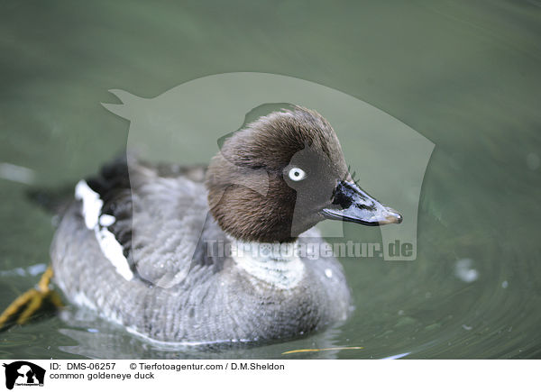 common goldeneye duck / DMS-06257