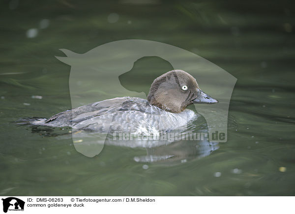 common goldeneye duck / DMS-06263