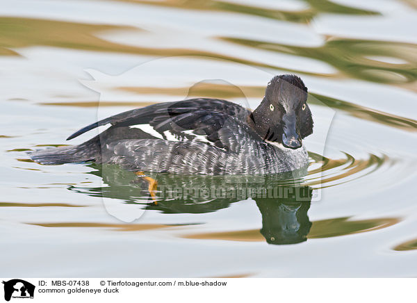 common goldeneye duck / MBS-07438