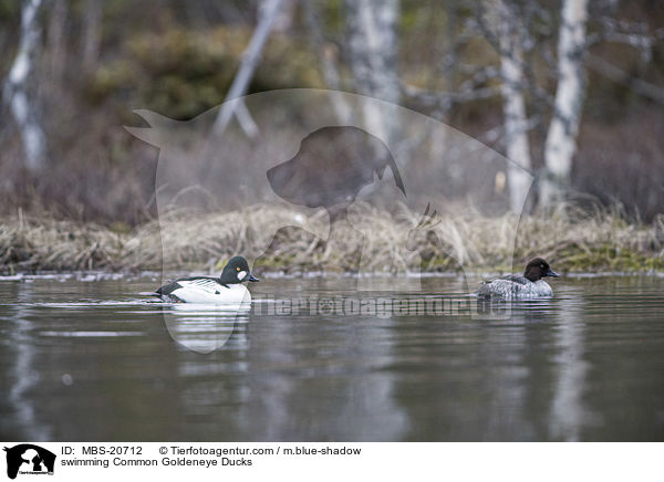 swimming Common Goldeneye Ducks / MBS-20712