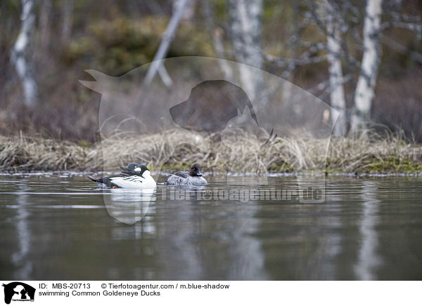 swimming Common Goldeneye Ducks / MBS-20713