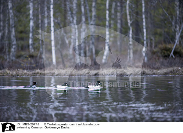 swimming Common Goldeneye Ducks / MBS-20718