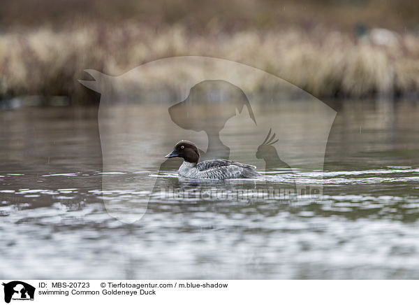 swimming Common Goldeneye Duck / MBS-20723