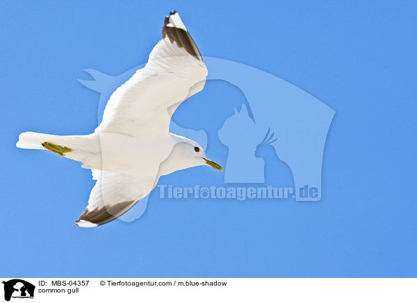 common gull / MBS-04357