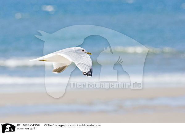 common gull / MBS-04359