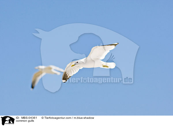 common gulls / MBS-04361