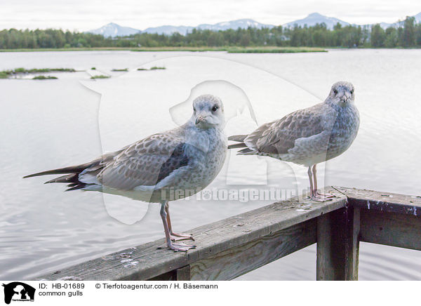 common gulls / HB-01689