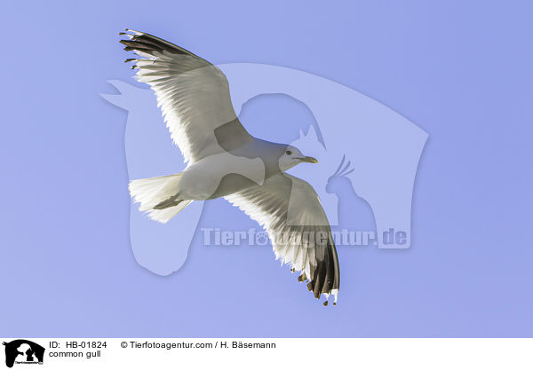 common gull / HB-01824