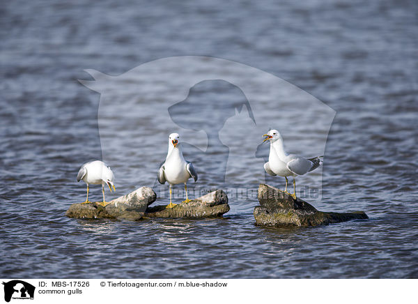 common gulls / MBS-17526