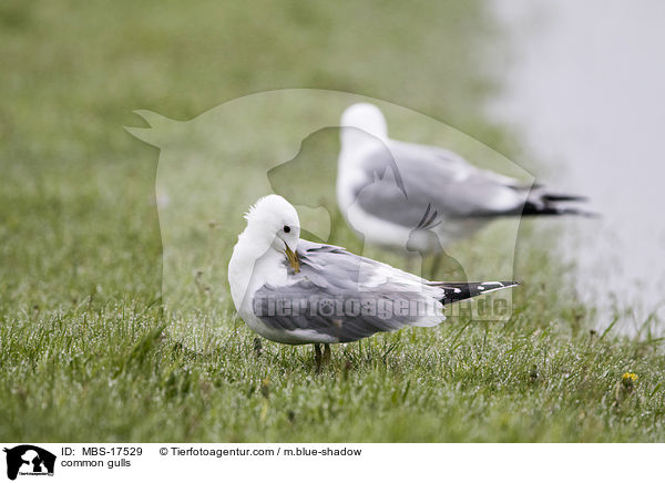 common gulls / MBS-17529
