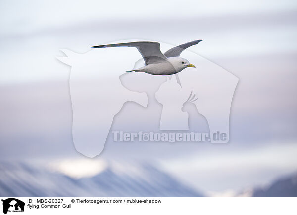 flying Common Gull / MBS-20327
