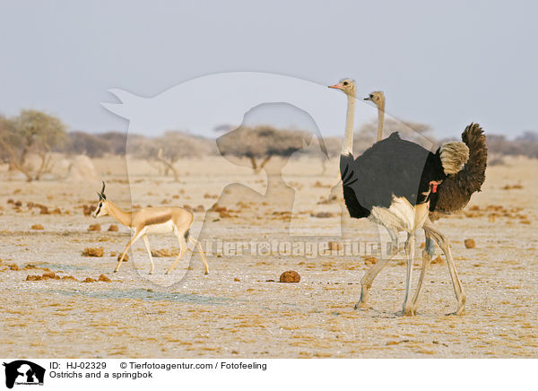 Ostrichs and a springbok / HJ-02329