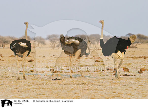 ostrichs / HJ-02330