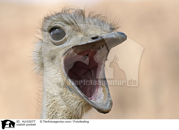 ostrich portrait / HJ-03077