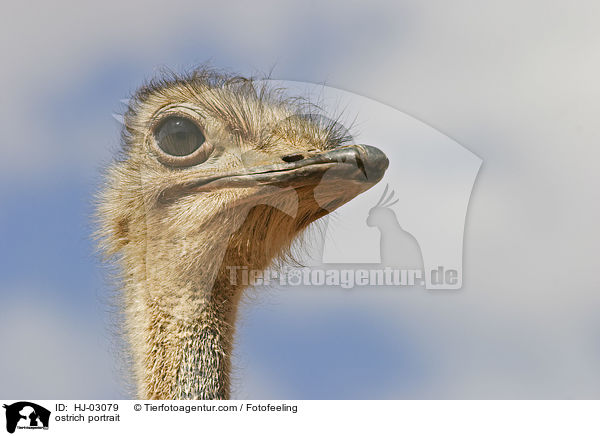 ostrich portrait / HJ-03079