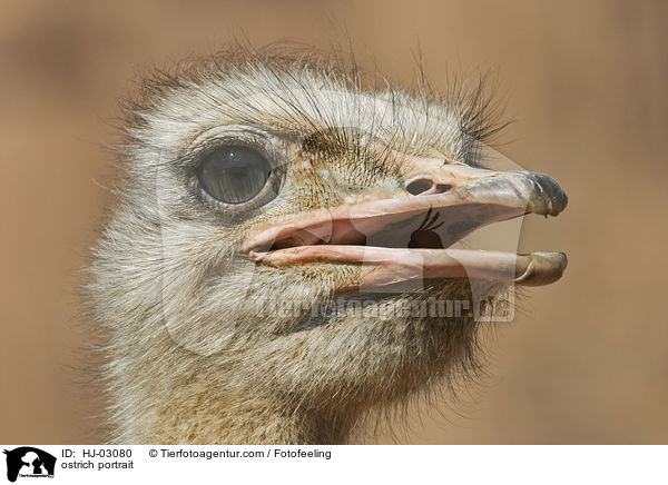 ostrich portrait / HJ-03080
