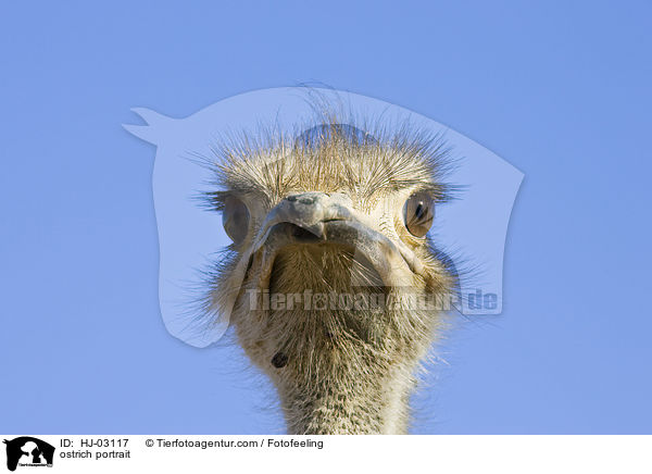 ostrich portrait / HJ-03117
