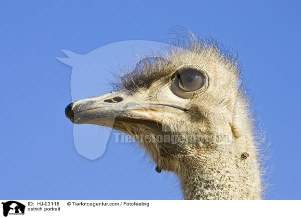 ostrich portrait / HJ-03118