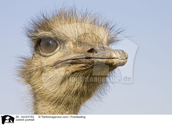 ostrich portrait / HJ-03152