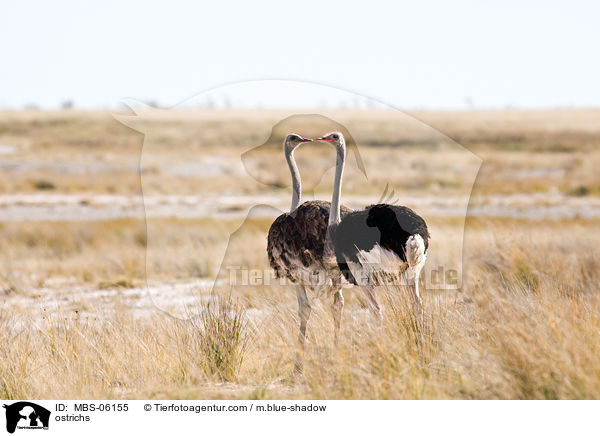 ostrichs / MBS-06155