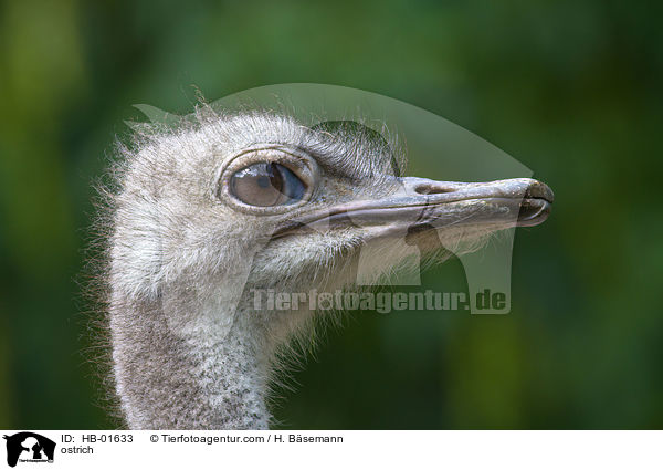 ostrich / HB-01633