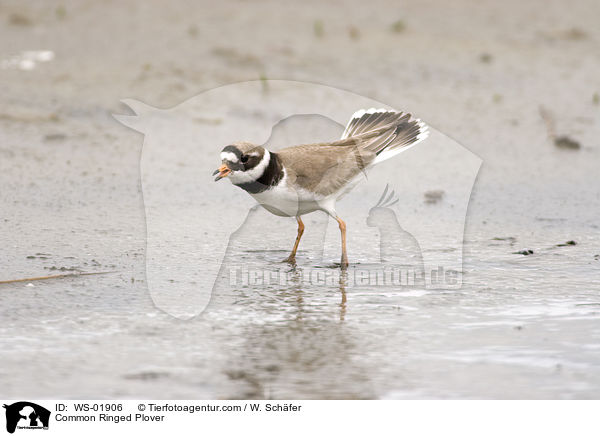 Common Ringed Plover / WS-01906