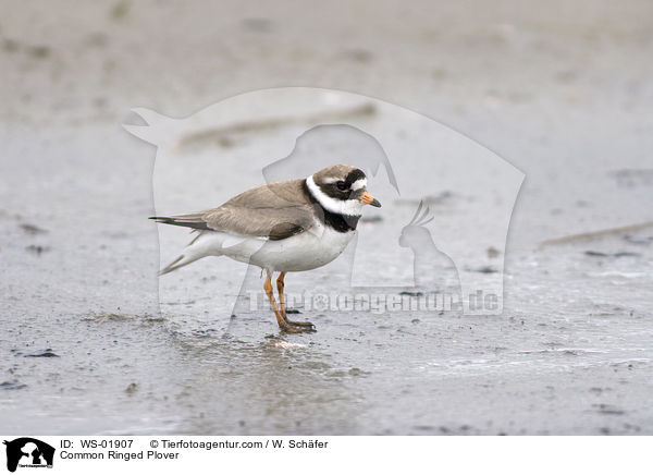 Common Ringed Plover / WS-01907