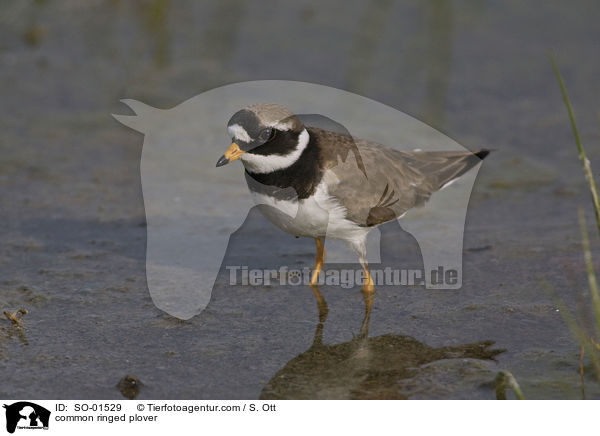 common ringed plover / SO-01529
