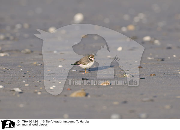 common ringed plover / THA-03126