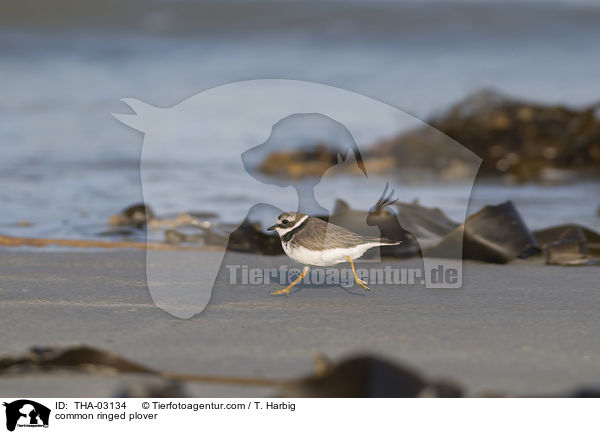 common ringed plover / THA-03134