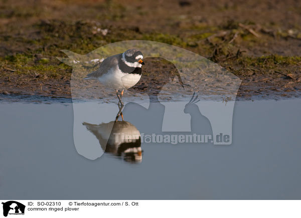 common ringed plover / SO-02310