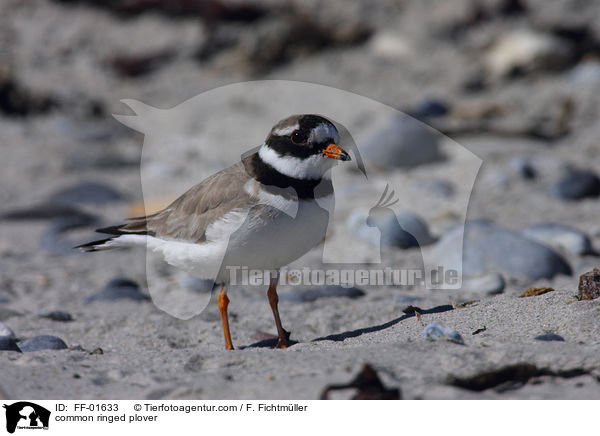 common ringed plover / FF-01633