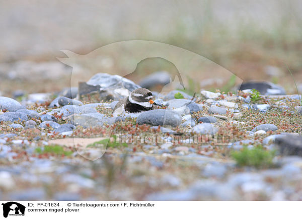 common ringed plover / FF-01634