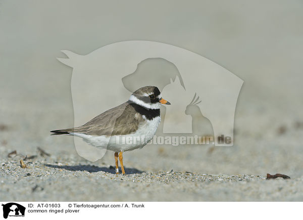 common ringed plover / AT-01603