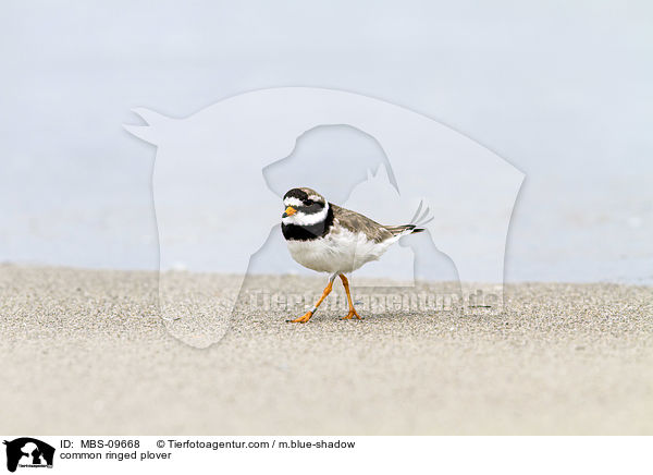 common ringed plover / MBS-09668